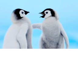 Penguins Clan! Hub.