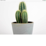 Hotel cactus