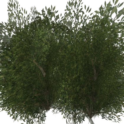 Bush
