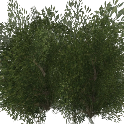 Bush