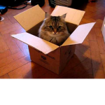 Cat N' a Box Productions