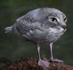 bnnieh