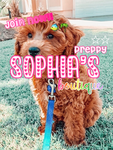 - Sophia’s Boutique