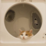 KittyCat Testing