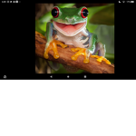 lillys frogs!