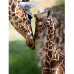 Giraffe’s group