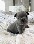 French bull dog lovers