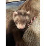ErrorFerret