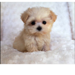 Puppy Squad UK