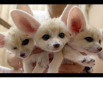 Little Hugs by the foxy's