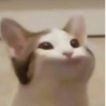 Pop cat memes group