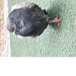 선우