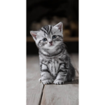 CATS FANS OFFICIAL GROUP