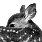 napie Group Thumbnail