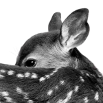 napie Group Thumbnail