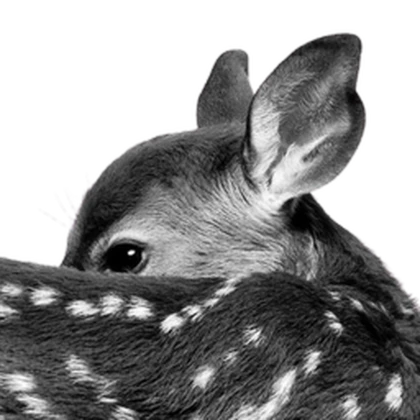 napie Roblox group icon
