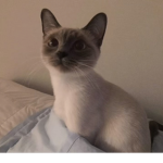 Roxi<3