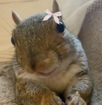 chill squirrels