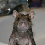 RATATOULLIO