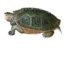 turtle donation