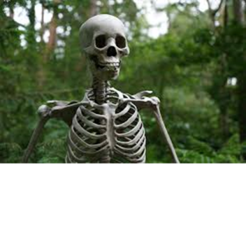 Skeleton Land (under construction)