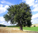 cool tree group