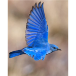 The Blue Bird Empire
