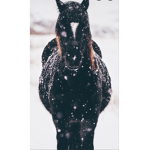 (+riding academy +)