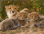 Save Cheetahs Foundation! (Official Group)