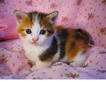 cat group for love