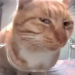TotallyNotBrainrotGames