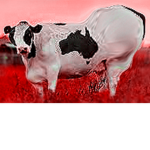 {*curvy cows*}