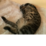 E gang/Cat gang