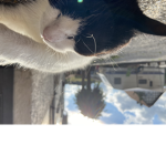 Katzenfreunde