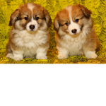 doges xd