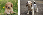 Cute dogs of my world