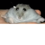 bunky munky