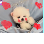 Puppy’s are cutey #4