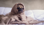 The MasterPuggs fan group