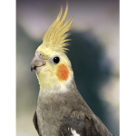 A cockatiel named Neil