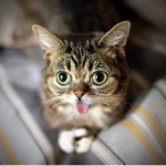 CATS ARE VERY CRAZY