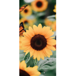 Llcsag's sunflowers