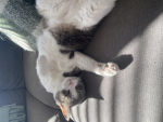 Luna_Kitty_Group