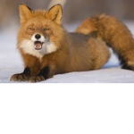 Wild Foxes