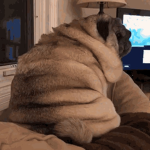 Pug fans onli