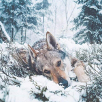Howling Wolves Fan Club