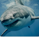 Shark ,-,