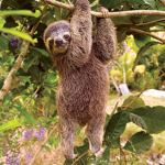 Sloth Peeps