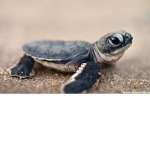 turtle are the best:)