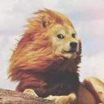 roar of Lions!